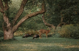 wildlife