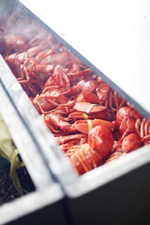 lobster